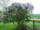 Syringa Vulgaris